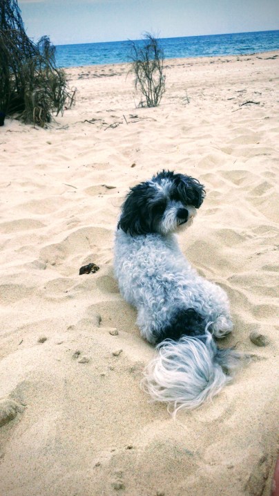 f122b0b8-52b4-40ae-821d-7f66f6a21180-effects