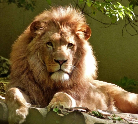 close up portrait of lion