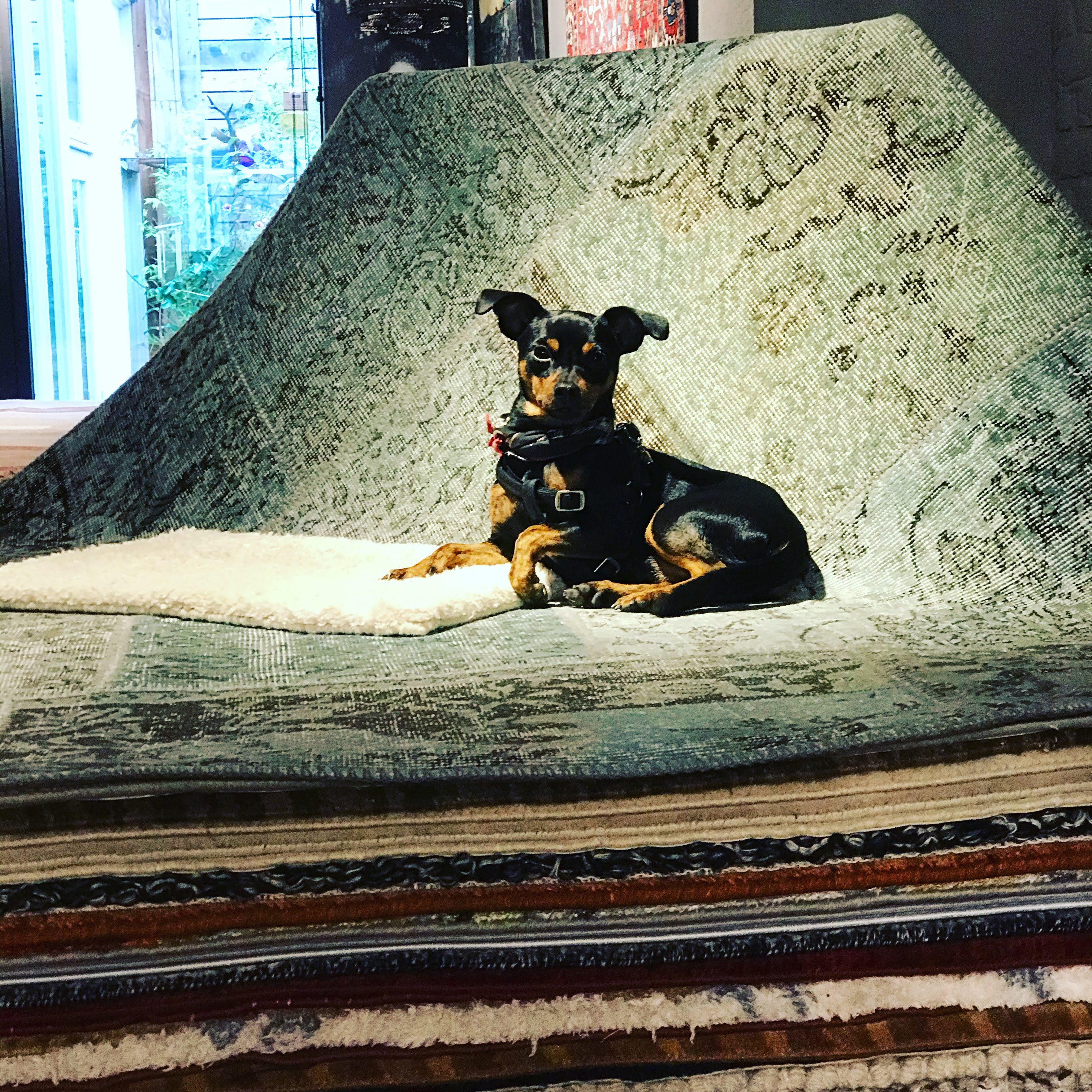 75a8dc81-3c5d-495b-8ce8-80ea359cbb70